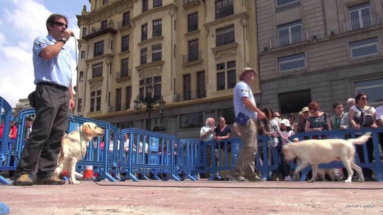 Ayuntamiento de Oviedo | June 27, 2013 | Exhibición Perros Guia de la Fundación Once en Oviedo