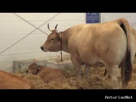 Ayuntamiento de Oviedo | May 31, 2019 | Vídeo Ascensión