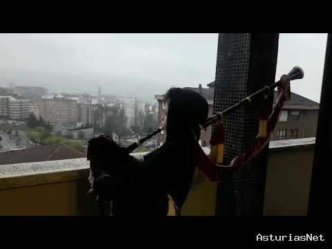 Ayuntamiento de Oviedo | April 6, 2020 | Banda de Gatias El Carbayón 4