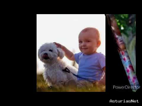 Ayuntamiento de Oviedo | May 27, 2020 | los perros el entrenamiento de obediencia