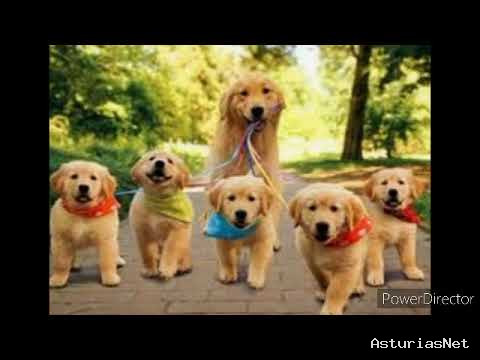 Ayuntamiento de Oviedo | May 19, 2020 | Cómo nos perciben los perros a nosotros