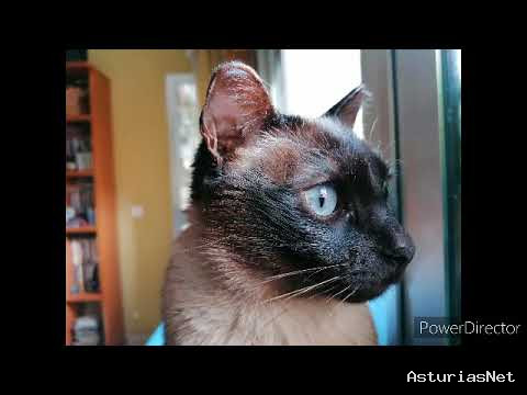 Ayuntamiento de Oviedo | May 19, 2020 | relaciones entre perros y gatos