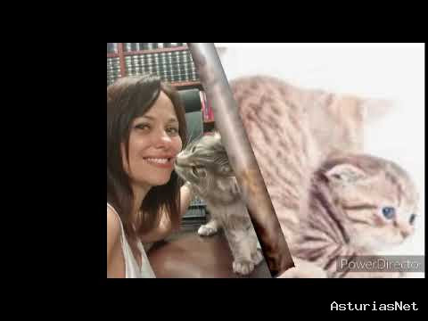 Ayuntamiento de Oviedo | May 27, 2020 | los gatos la elección de nuestro gato
