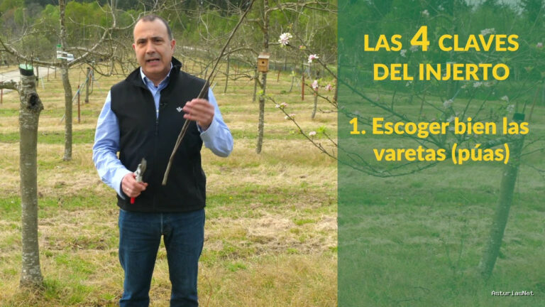 Prestosu | 19 de abril de 2021 | Canal Prestosu | Agro: 4 claves para el éxito del injerto de púa (parte I)