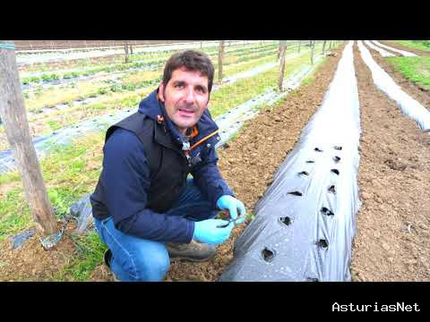 Prestosu | 29 de abril de 2021 | Canal Prestosu | Agro: cómo plantar fresas en un huerto urbano