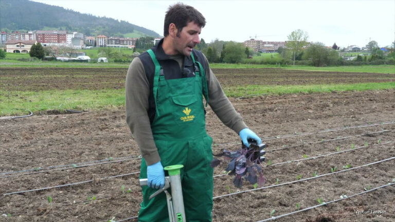 Prestosu | 24 de mayo de 2021 | Canal Prestosu | Agro: cómo plantar coles en un huerto urbano