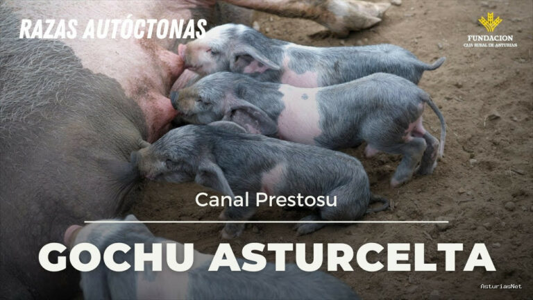 Prestosu | 19 de julio de 2021 | Canal Prestosu | Agro: descubriendo razas autóctonas, el gochu asturcelta