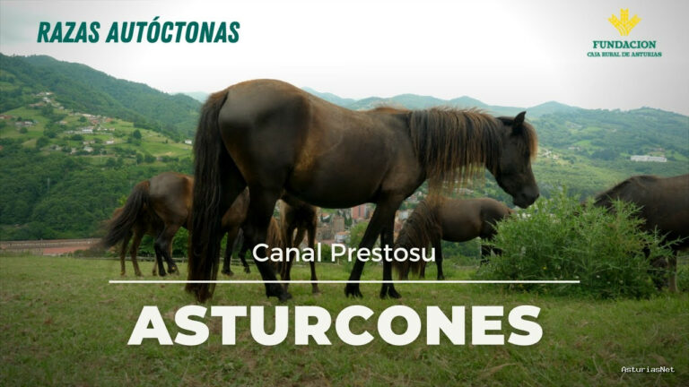 Prestosu | 8 de julio de 2021 | Canal Prestosu | Agro: Asturcones, la raza milenaria