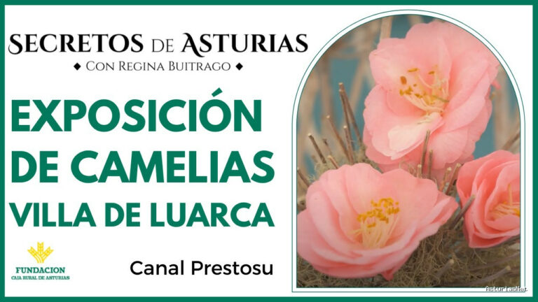 Prestosu | 1 de marzo de 2022 | Canal Prestosu | Secretos de Asturias: VII Exposición de Camelias Villa de