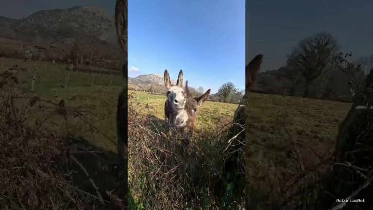 Viajar desde Asturias | 22 de febrero de 2023 | Encontramos un par de simpáticos burros