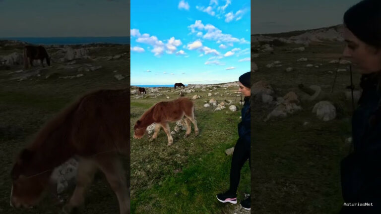 Viajar desde Asturias | 3 de febrero de 2023 | Acompáñanos a ver los caballos en el borde de un acantilado en Asturias