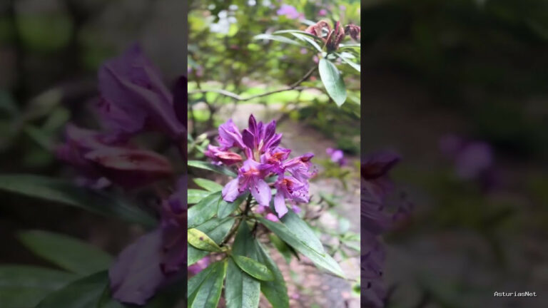 Viajar desde Asturias | 9 de mayo de 2023 | Visitamos el jardín botánico de Gijón; un paraíso de naturaleza , plantas y vegetación