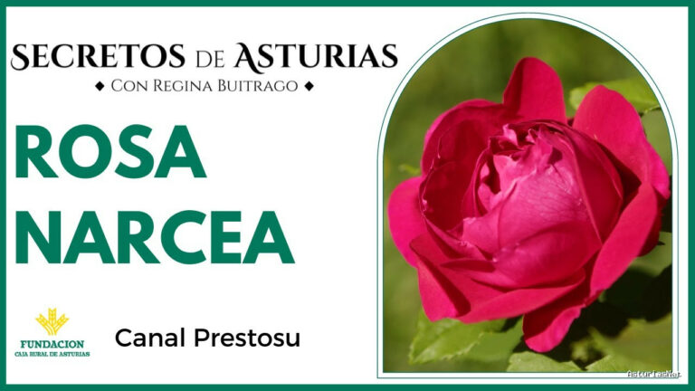 Prestosu | 23 de mayo de 2023 | Canal Prestosu | Secretos de Asturias: la Rosa Narcea