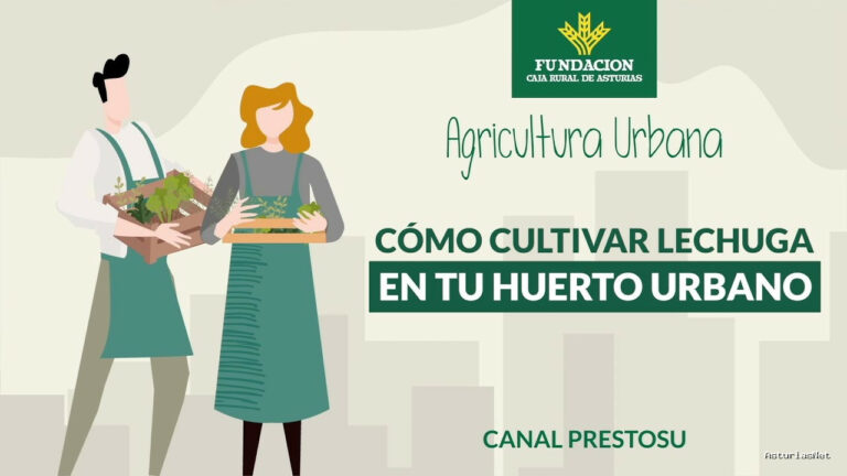 Prestosu | 10 de mayo de 2023 | Canal Prestosu | Agricultura urbana: cómo plantar lechuga en casa todo el año