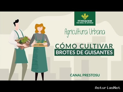 Prestosu | 14 de junio de 2023 | Canal Prestosu | Agricultura urbana: cómo cultivar guisantes en casa
