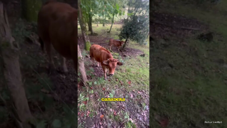 Viajar desde Asturias | 5 de septiembre de 2023 | la historia del día que tuve que pasar delante de unos perros mastines en una ruta de montaña
