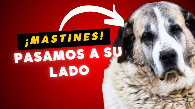 Viajar desde Asturias | 20 de septiembre de 2023 | Atravesamos Campo CON Mastines