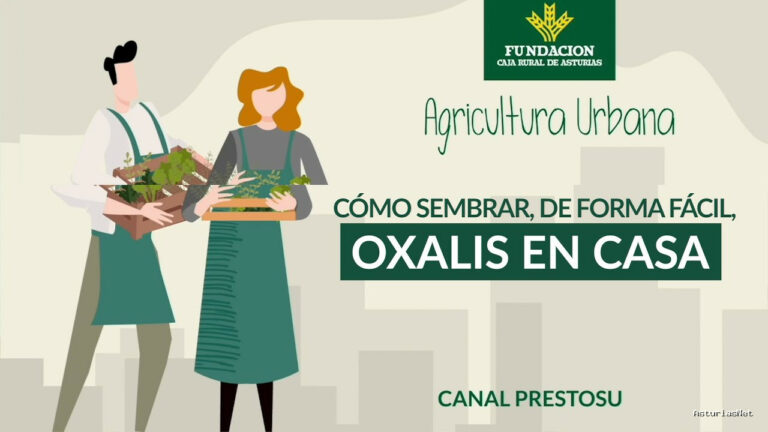 Prestosu | 13 de septiembre de 2023 | Canal Prestosu | Agricultura urbana: cómo plantar comestible en casa, el trébol morado
