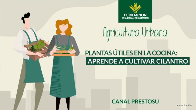 Prestosu | 6 de septiembre de 2023 | Canal Prestosu | Agricultura urbana: cómo cultivar cilantro en casa
