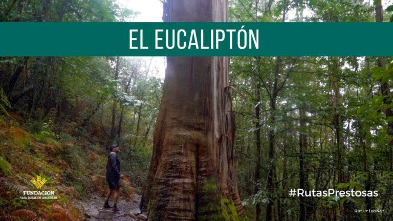 Prestosu | 5 de octubre de 2023 | Canal Prestosu | Rutas prestosas: ruta a «El Eucaliptón», entre los concejos de y