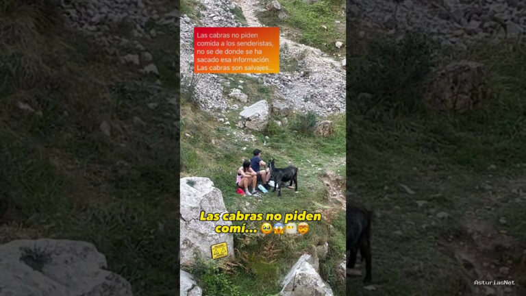 Viajar desde Asturias | 28 de octubre de 2023 | Cabras pidiendo comida a los senderistas en la ruta del Cares