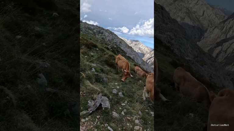 Viajar desde Asturias | 16 de noviembre de 2023 | Viento y vacas en los picos de Europa