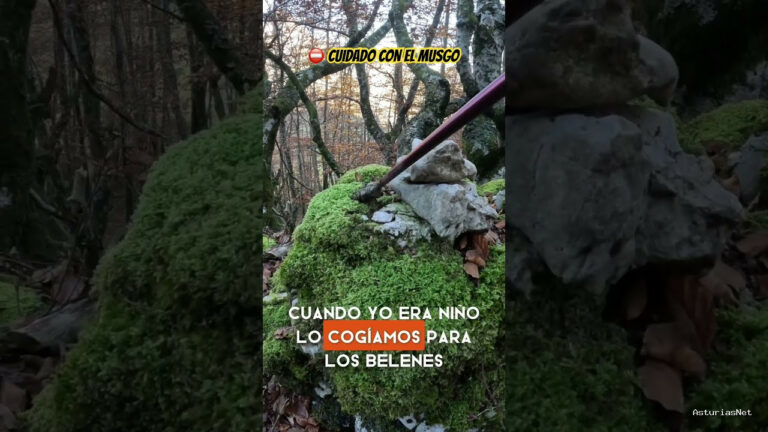 Viajar desde Asturias | 20 de noviembre de 2023 | Mucho cuidado con coger musgo en el monte