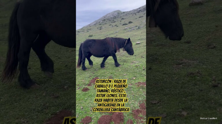 Viajar desde Asturias | 15 de noviembre de 2023 | Asturcón : raza de caballo de pequeño tamaño, rústico , astur leones.