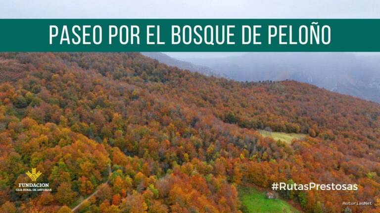 Prestosu | 23 de noviembre de 2023 | Canal Prestosu | Rutas prestosas: paseo por el de Peloño, en
