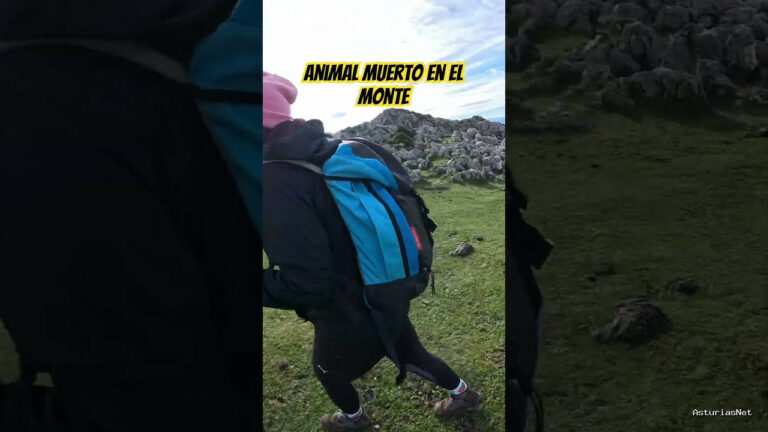 Viajar desde Asturias | 15 de noviembre de 2023 | Encontramos el esqueleto de un animal muerto en el monte