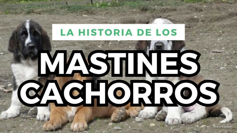 Viajar desde Asturias | 22 de noviembre de 2023 | La historia de los mastines cachorros