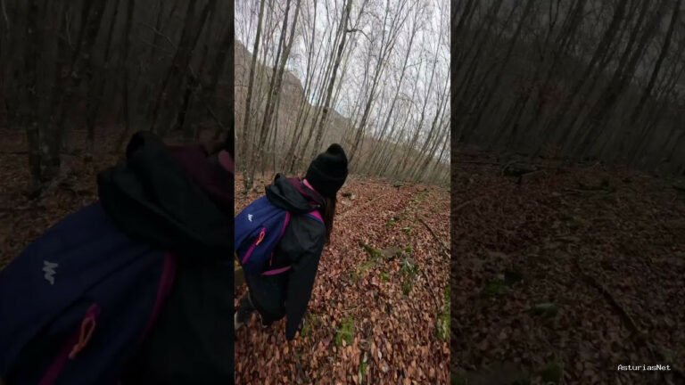 Viajar desde Asturias | 10 de diciembre de 2023 | Caminando por un bosque de hayas en la montaña palentina