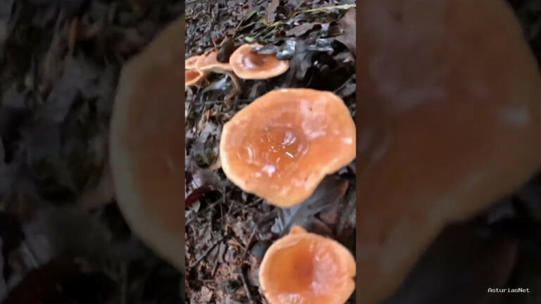 Viajar desde Asturias | 4 de diciembre de 2023 | Encontramos setas en un bosque y no nos atrevemos a cogerlas