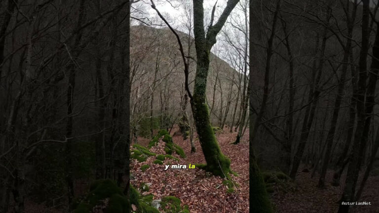 Viajar desde Asturias | 13 de diciembre de 2023 | Alfombras de musgo en el medio de un bosque