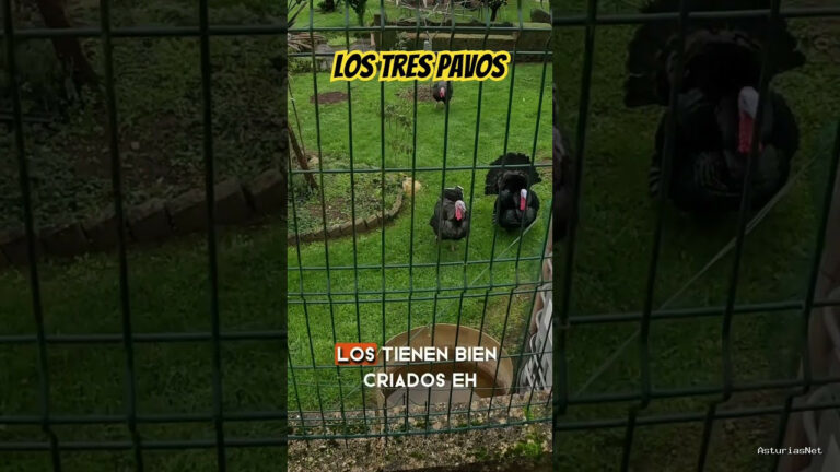 Viajar desde Asturias | 4 de diciembre de 2023 | Los tres pavos