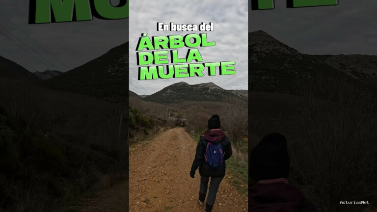 Viajar desde Asturias | 13 de diciembre de 2023 | Estamos en la montaña palentina para buscar una de las mayores concentraciones de tejos de España