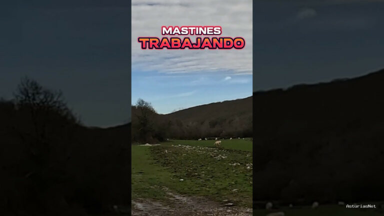 Viajar desde Asturias | 13 de diciembre de 2023 | Encontramos mastines trabajando