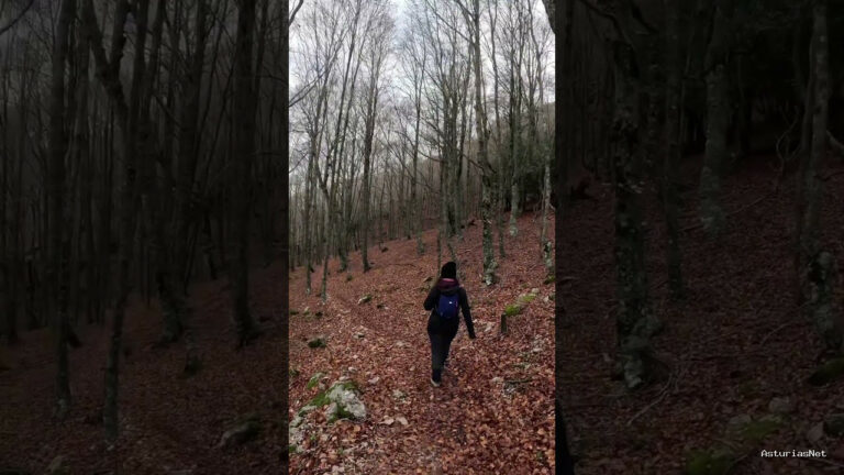 Viajar desde Asturias | 13 de diciembre de 2023 | Atravesando un bosque de hayas en medio de la montaña palentina
