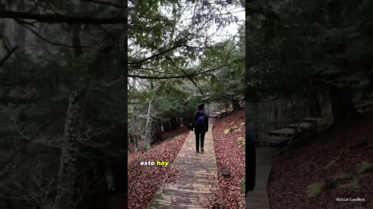 Viajar desde Asturias | 12 de diciembre de 2023 | Una pasarela en medio de un bosque de tejos