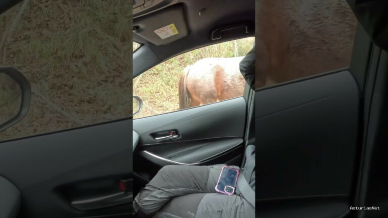 Viajar desde Asturias | 7 de diciembre de 2023 | Cuidado con el ganado en la carretera. encontramos caballos .