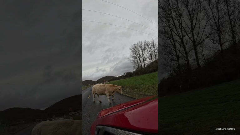 Viajar desde Asturias | 10 de diciembre de 2023 | Un rebaño de vacas paseando tranquilamente por una carretera comarcal de Palencia