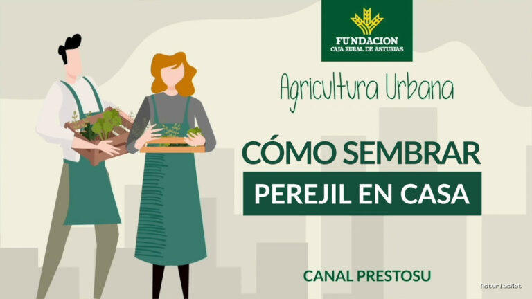 Prestosu | 13 de diciembre de 2023 | Canal Prestosu | Agricultura urbana: cómo sembrar perejil en casa