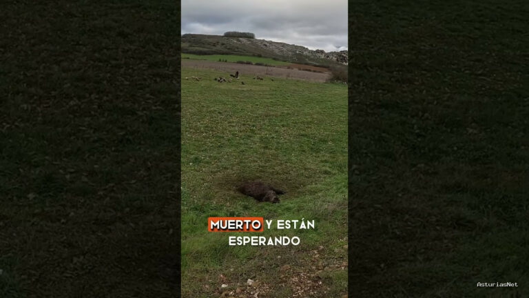 Viajar desde Asturias | 10 de diciembre de 2023 | Hemos sido testigos de la vida salvaje. Un grupo de buitres se congregan para comerse un jabalí