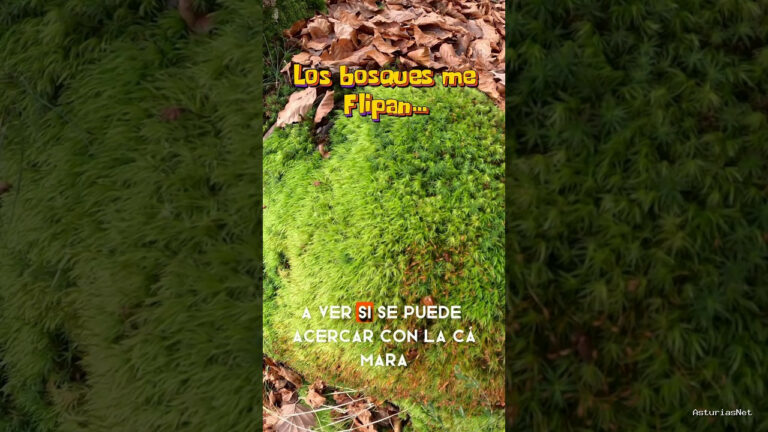 Viajar desde Asturias | 9 de diciembre de 2023 | El color de los bosques en otoño e invierno me emocionan