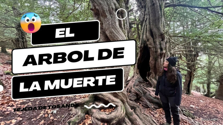 Viajar desde Asturias | 12 de diciembre de 2023 | Visitamos EL Árbol DE LA Muerte