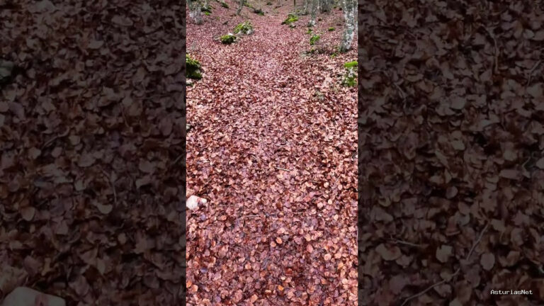 Viajar desde Asturias | 11 de diciembre de 2023 | Caminando por un bosque en invierno en la montaña palentina