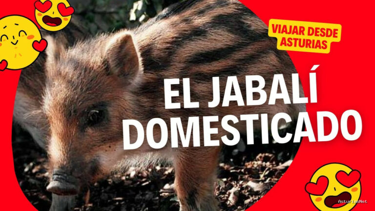 Viajar desde Asturias | 29 de enero de 2024 | UN Jabalí Domesticado EN Asturias