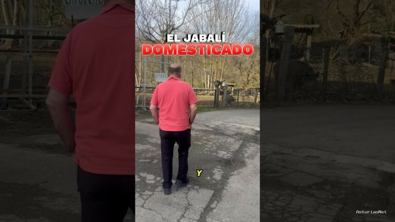 Viajar desde Asturias | 31 de enero de 2024 | El jabalí domesticado. En Asturias encontramos un jabalí en cautividad