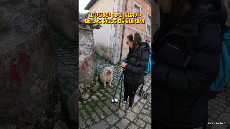 Viajar desde Asturias | 29 de enero de 2024 | El perro más guapo de los Picos de Europa