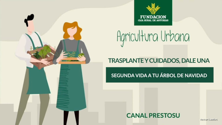 Prestosu | 3 de enero de 2024 | Canal Prestosu | Agricultura urbana: cómo dar una segunda vida a tu árbol de Navidad